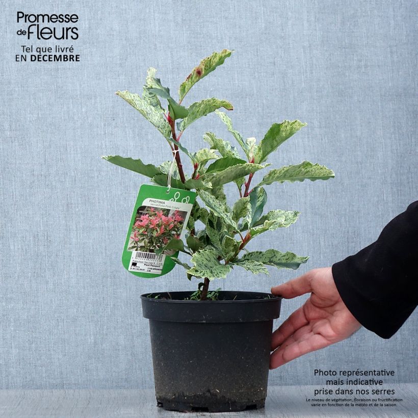 Ejemplar de Photinia serratifolia Pink Crispy - Fotinia Maceta 2L/3L entregado en otoño