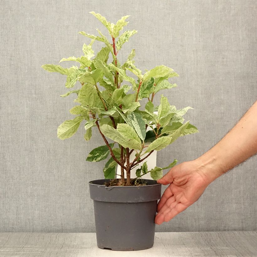 Ejemplar de Photinia serratifolia Pink Crispy - Fotinia Maceta 2L/3L entregado en verano