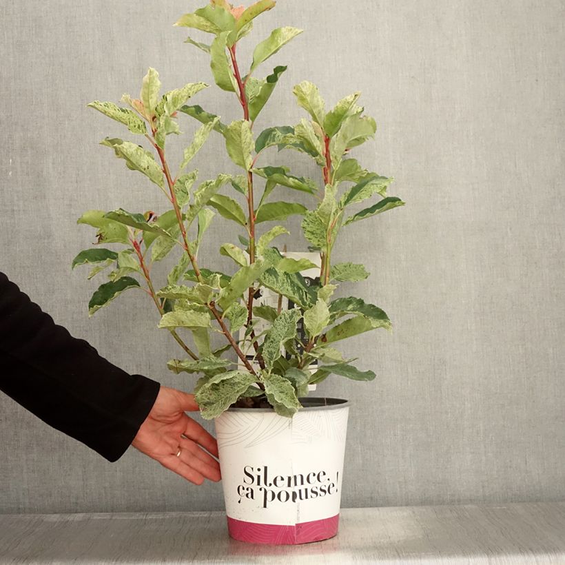 Ejemplar de Photinia serratifolia Pink Crispy - Fotinia Maceta 4L/5L entregado en otoño
