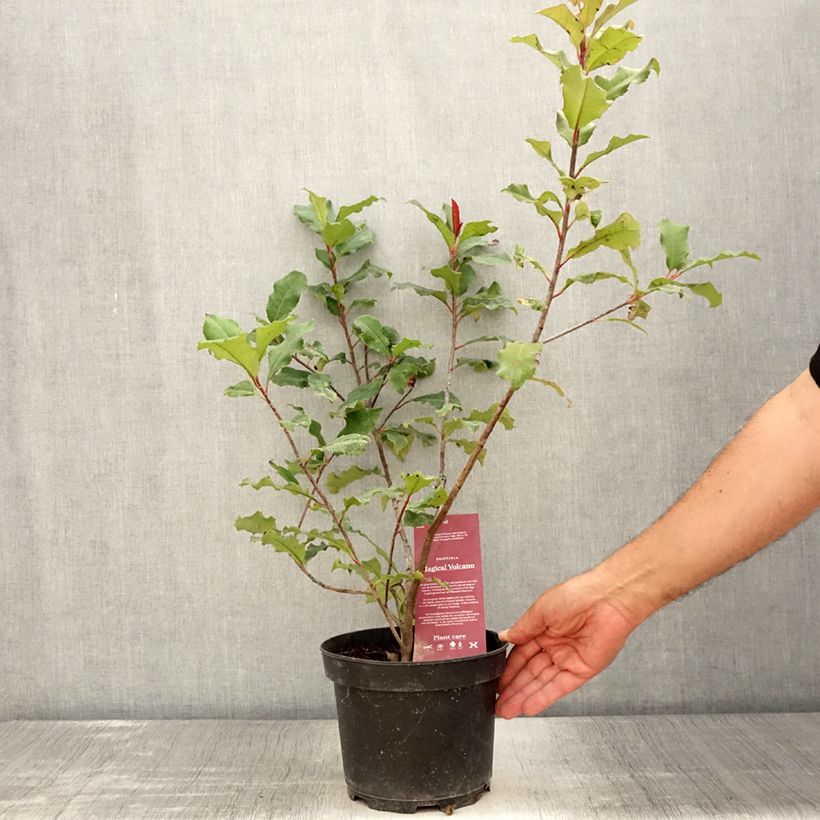 Ejemplar de Photinia fraseri Magical Volcano - Fotinia Maceta 2L/3L entregado en verano