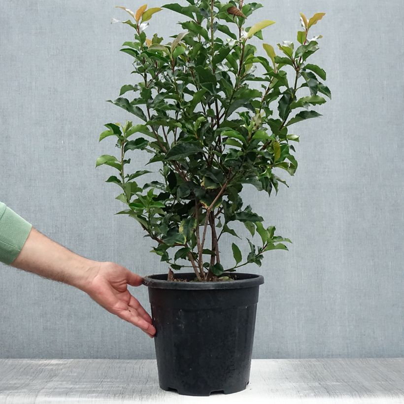 Ejemplar de Photinia fraseri Magical Volcano - Fotinia Maceta 7,5L/10L entregado en verano