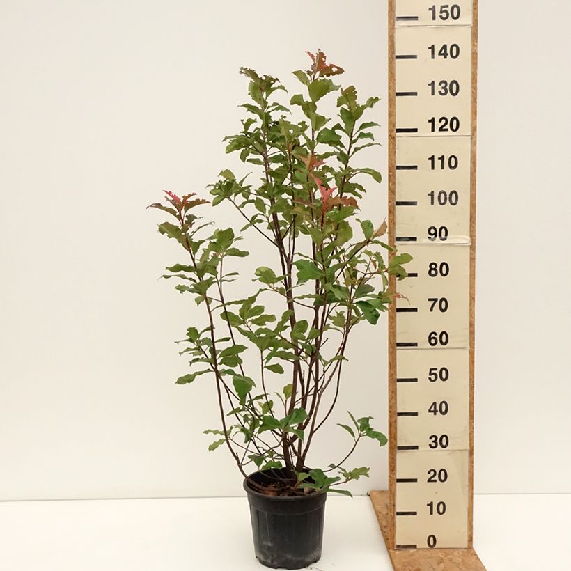 Ejemplar de Photinia fraseri Magical Volcano - Fotinia Maceta 7,5L/10L entregado en otoño