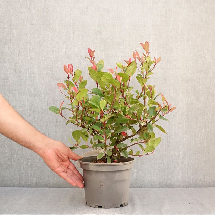 Ejemplar de Photinia fraseri Nana - Fotinia Maceta 2L/3L entregado en verano
