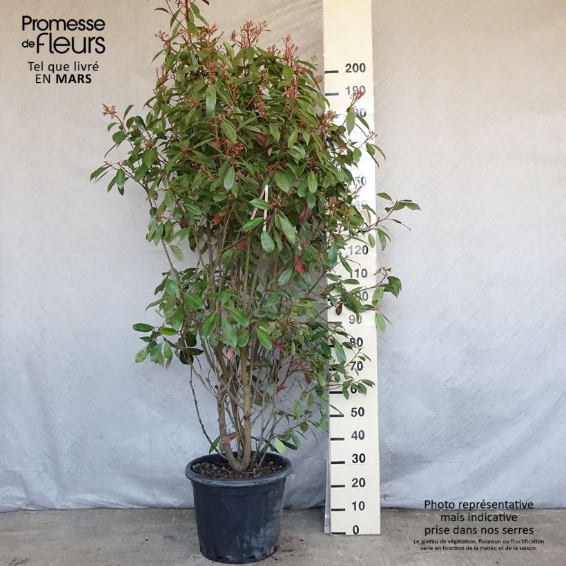 Photinia fraseri Red Robin - Fotinia Maceta 30L/35L Ejemplar entregado en la primavera