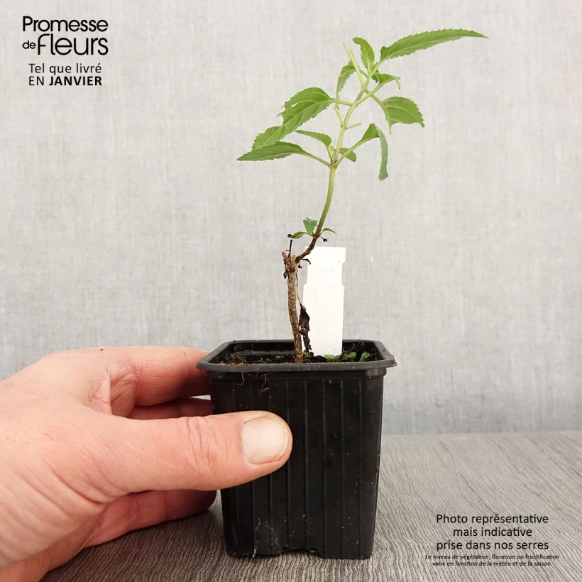 Phygelius capensis Maceta de 8/9 cm Ejemplar entregado en invierno