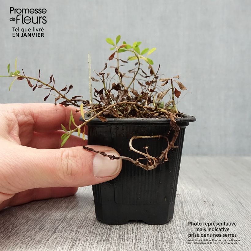 Phyla nodiflora var. canescens Maceta de 7/8 cm Ejemplar entregado en invierno