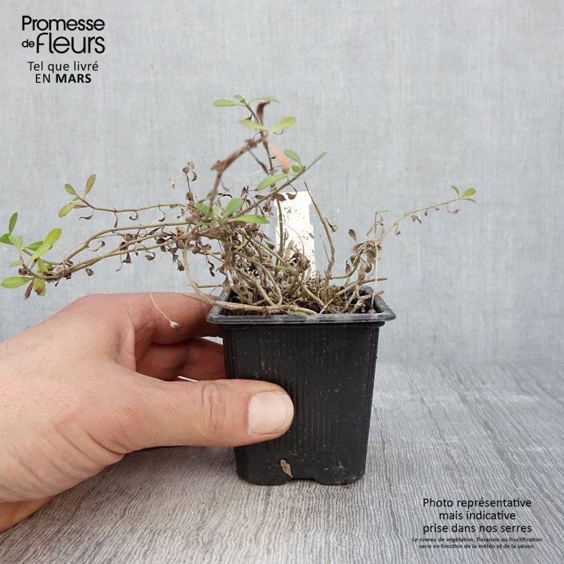 Phyla nodiflora var. canescens Maceta de 7/8 cm Ejemplar entregado en la primavera