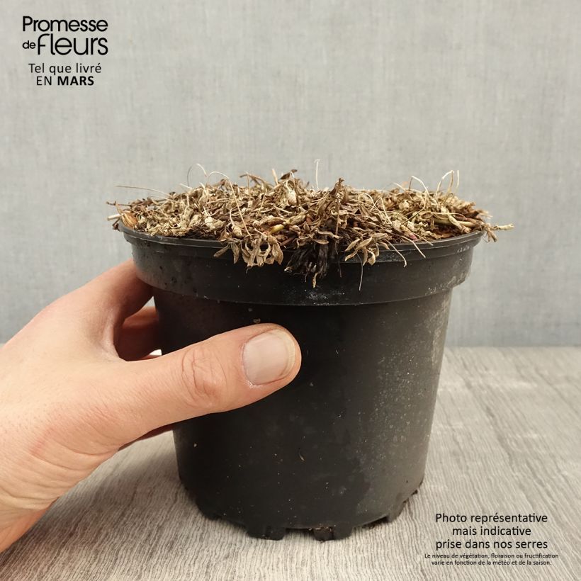Phyla nodiflora Maceta 2L/3L Ejemplar entregado en la primavera