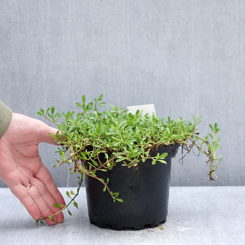 Phyla nodiflora Maceta 2L/3L Ejemplar entregado en invierno