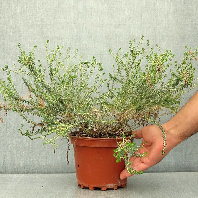 Ejemplar de Phylica ericoides Maceta 3L/4L entregado en verano