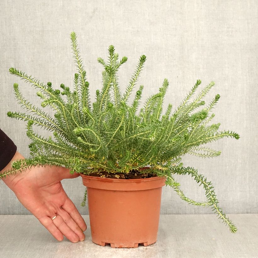 Phylica ericoides Maceta 3L/4L Ejemplar entregado en la primavera
