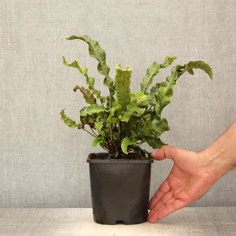 Ejemplar de Phyllitis scolopendrium - Escolopendra Maceta 2L/3L entregado en verano