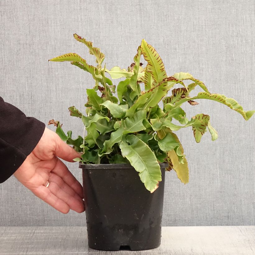 Phyllitis scolopendrium - Escolopendra Maceta 2L/3L Ejemplar entregado en la primavera