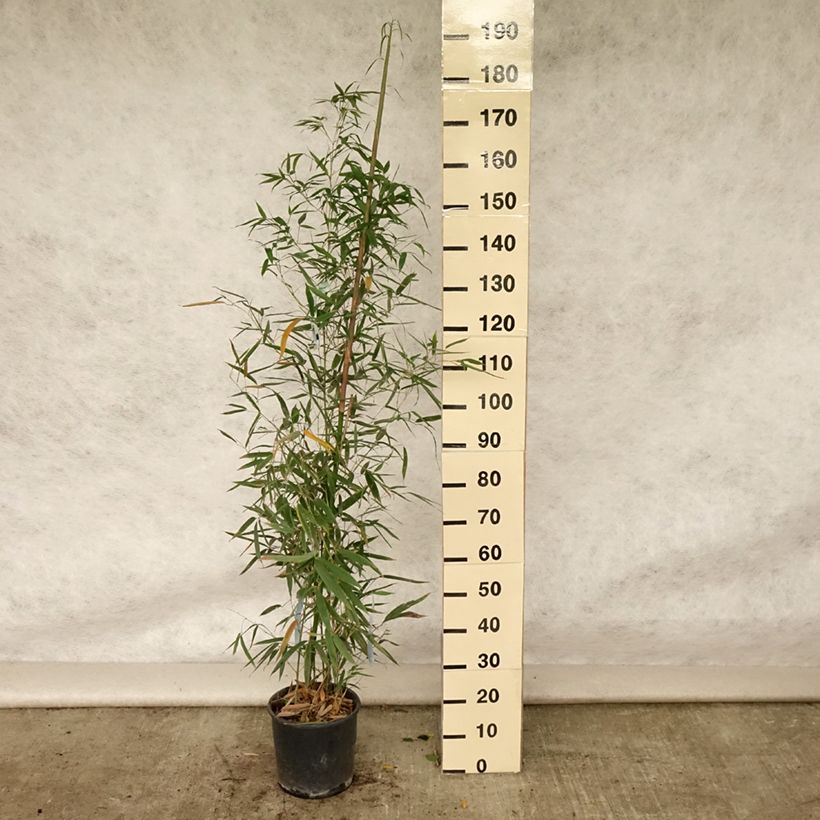 Ejemplar de Phyllostachys aurea Holochrysa - Bambú dorado Maceta 12L/15L entregado en verano