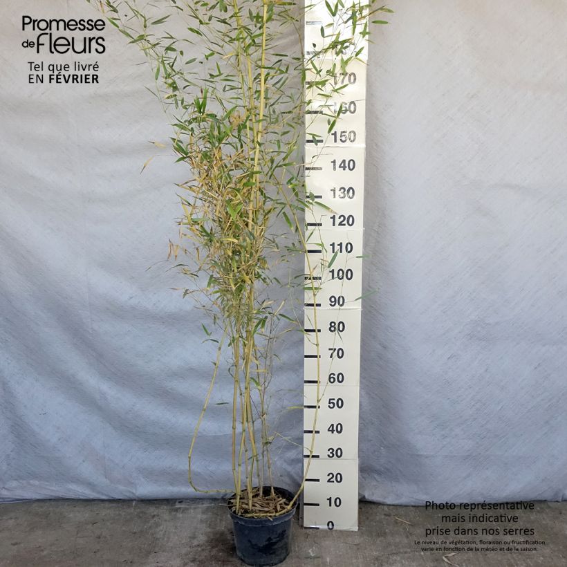 Phyllostachys aureosulcata Spectabilis - Bambú Maceta 4L/5L Ejemplar entregado en invierno