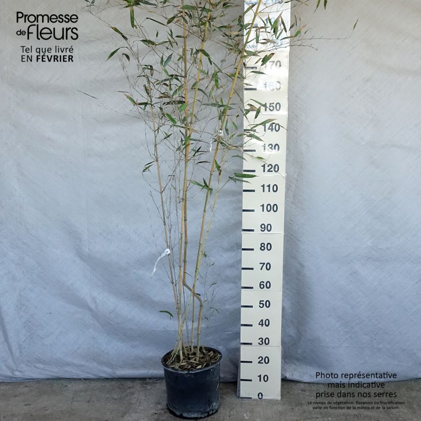 Phyllostachys aureosulcata Spectabilis - Bambú Maceta 7,5L/10L Ejemplar entregado en invierno