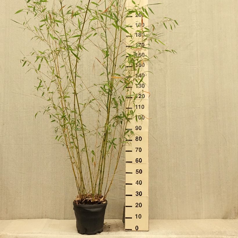 Ejemplar de Phyllostachys flexuosa - Bambú Maceta 12L/15L entregado en verano