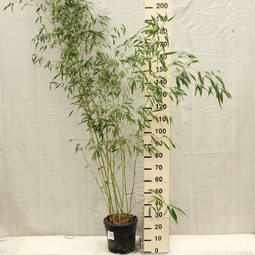Phyllostachys flexuosa - Bambú Maceta 12L/15L Ejemplar entregado en la primavera
