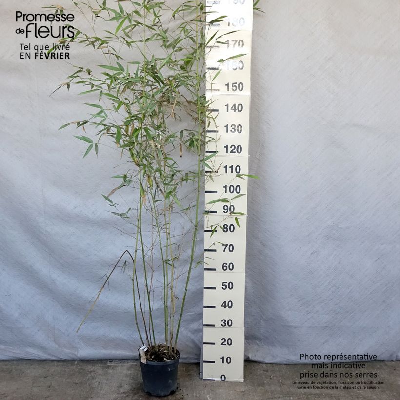 Phyllostachys glauca - Bambú Maceta 4L/5L Ejemplar entregado en invierno