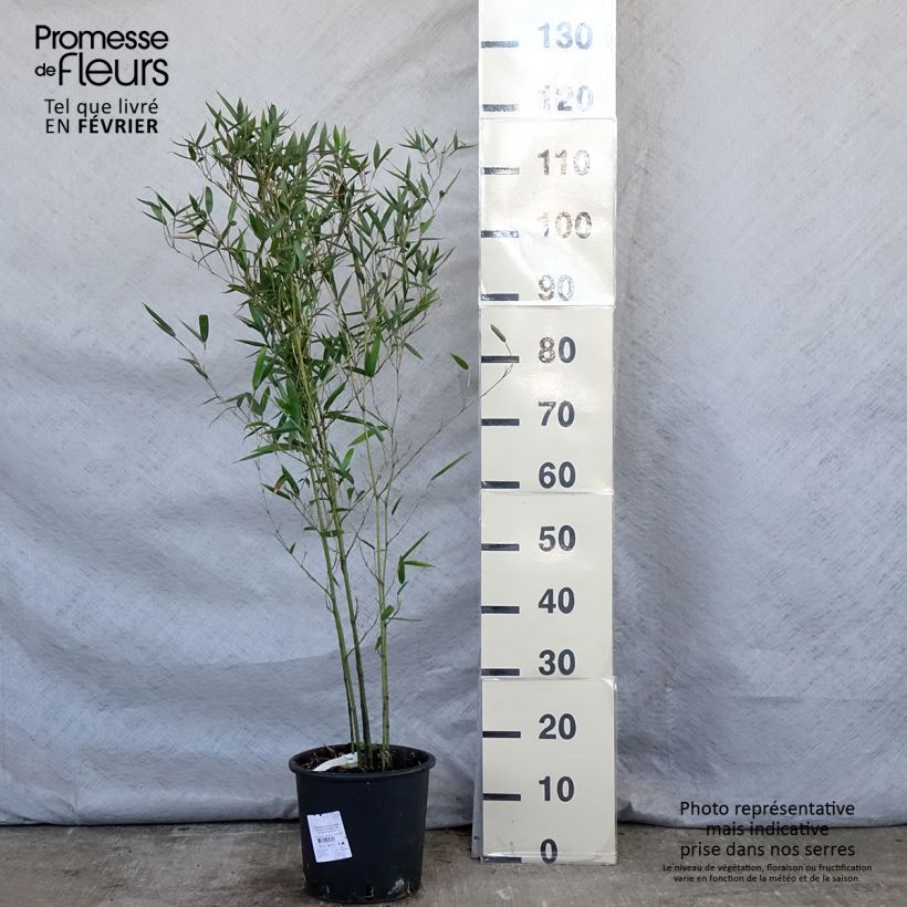 Phyllostachys heteroclada - Bambú Maceta 4L/5L Ejemplar entregado en invierno