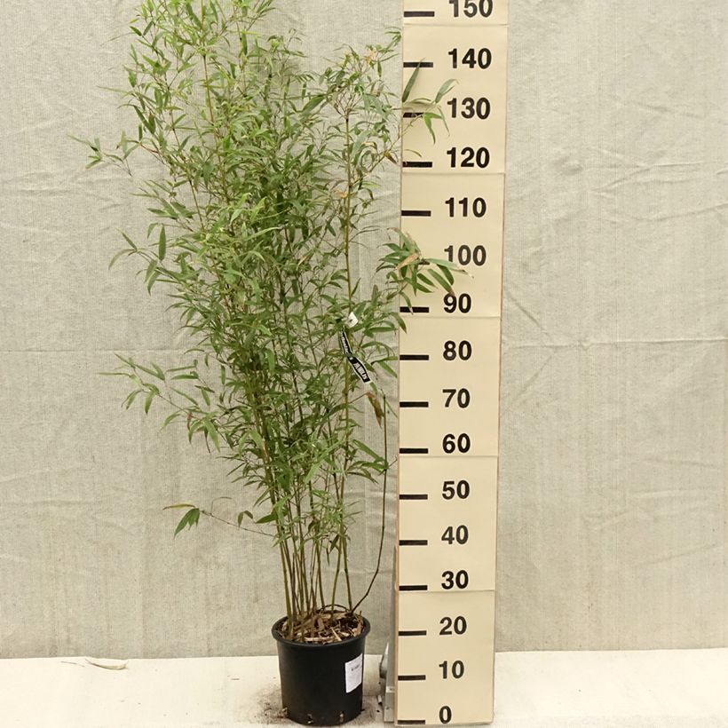 Phyllostachys humilis - Bambú Maceta 4L/5L Ejemplar entregado en la primavera