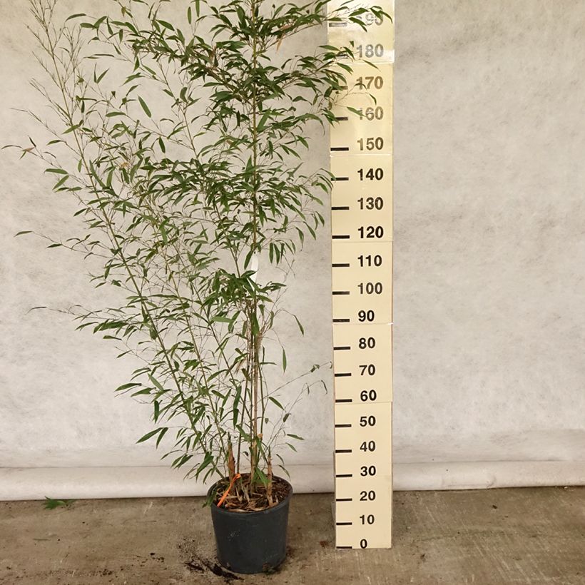 Ejemplar de Phyllostachys nigra Boryana - Bambú negro Maceta 12L/15L entregado en verano