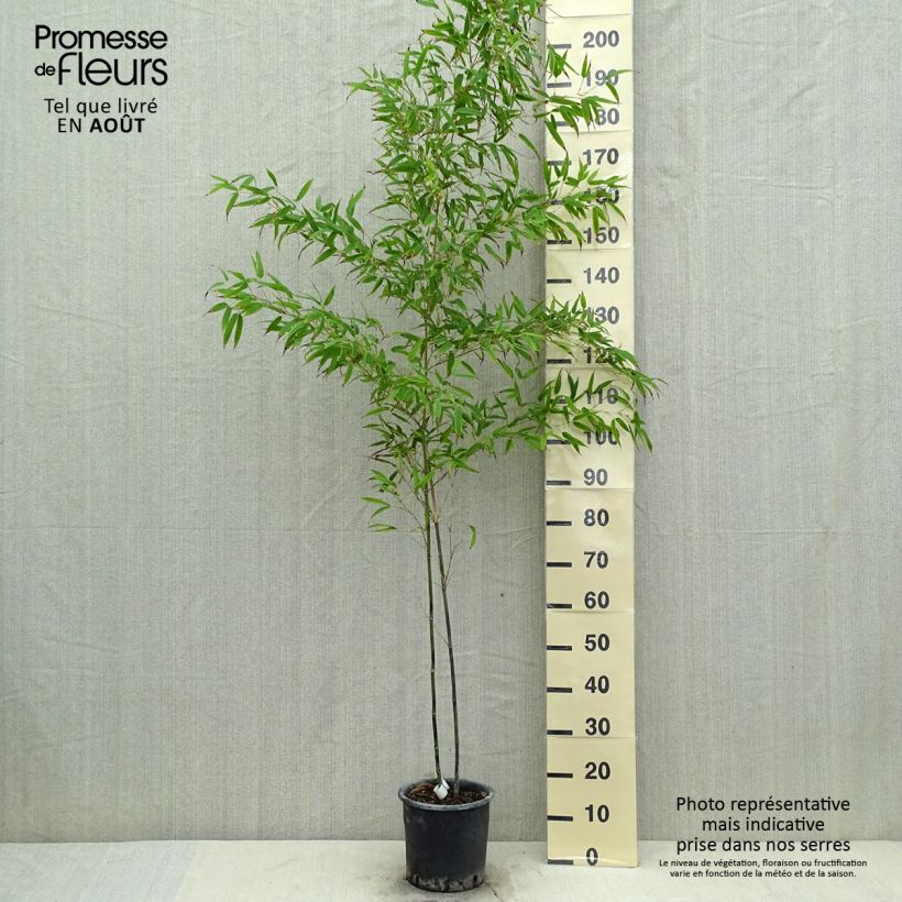 Ejemplar de Phyllostachys nigra Boryana - Bambú negro Maceta 4L/5L entregado en verano