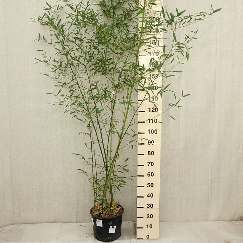 Ejemplar de Phyllostachys parviflora - Bambú Maceta 12L/15L entregado en otoño