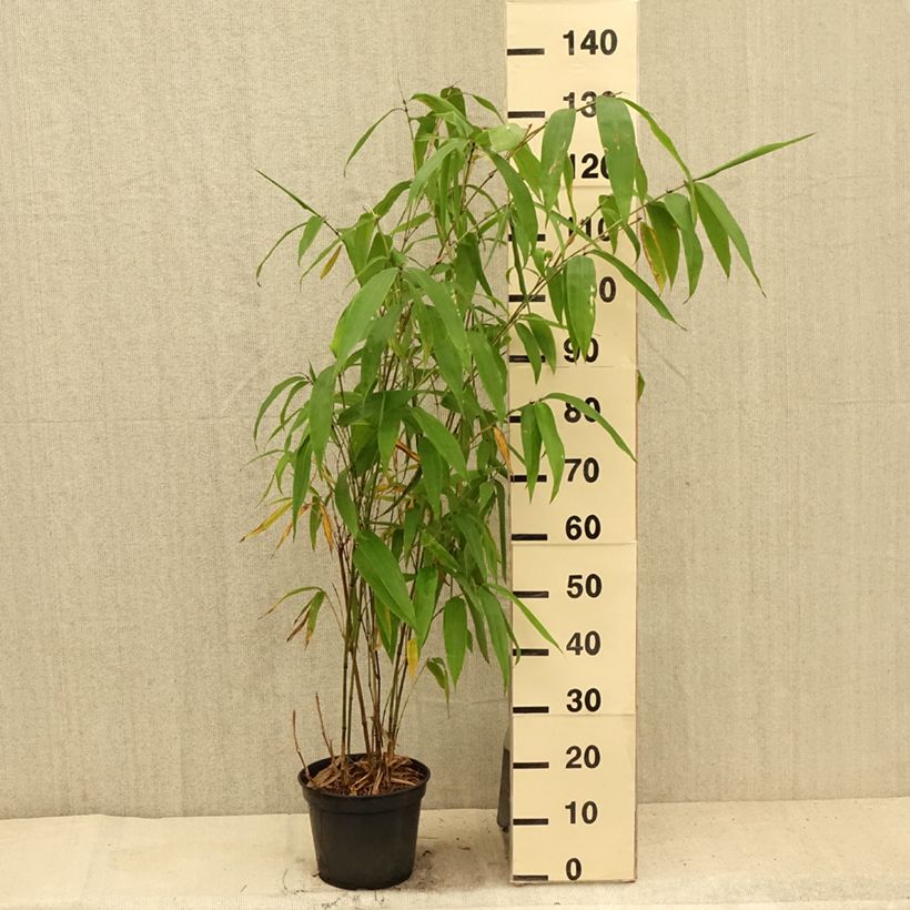 Ejemplar de Phyllostachys parviflora - Bambú Maceta 12L/15L entregado en verano