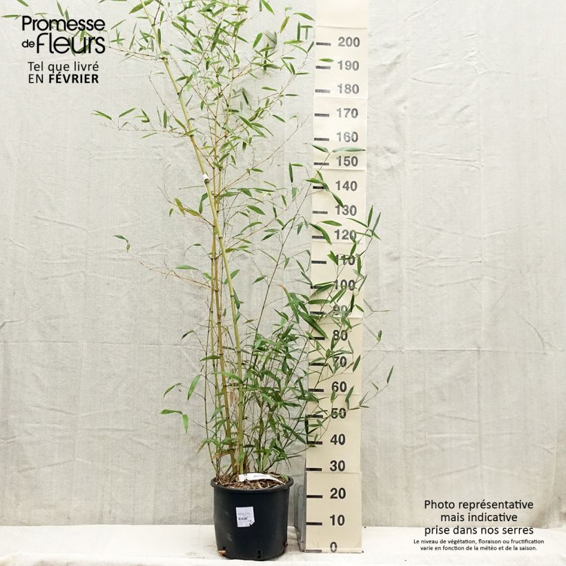 Phyllostachys parviflora - Bambú Maceta 12L/15L Ejemplar entregado en invierno