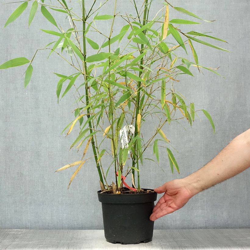 Ejemplar de Phyllostachys viridiglaucescens - Bambú Maceta 4L/5L entregado en verano