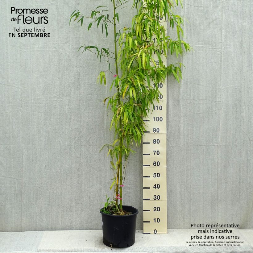 Ejemplar de Phyllostachys vivax Huangwenzhu - Bambú Maceta 12L/15L entregado en otoño