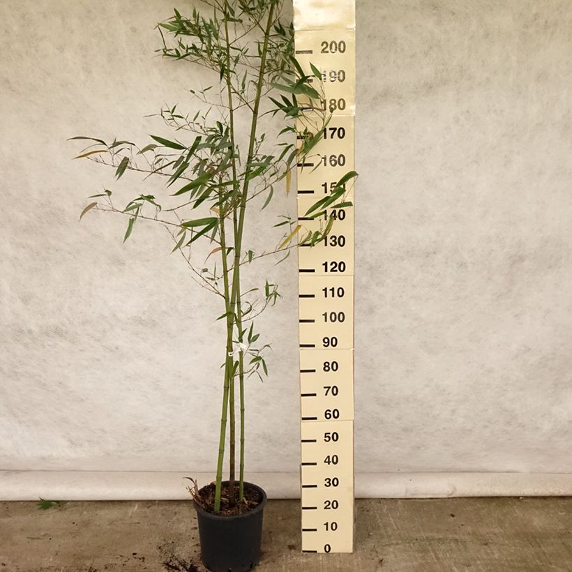 Ejemplar de Phyllostachys vivax Huangwenzhu - Bambú Maceta 4L/5L entregado en verano