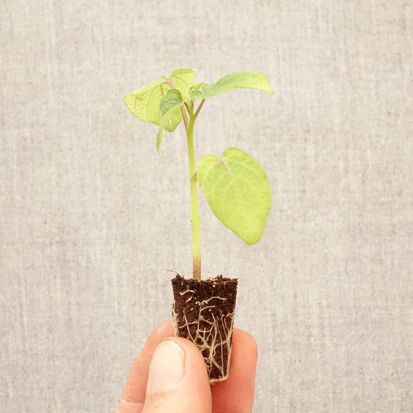 Tomate de culebra Preciosa (plantas) minicepellón: Ø 3/4 cm Ejemplar entregado en la primavera