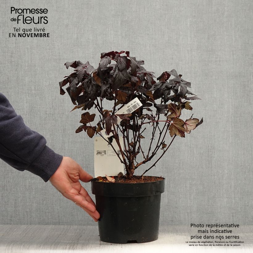 Ejemplar de Physocarpus opulifolius Rubella Maceta 2L/3L entregado en otoño
