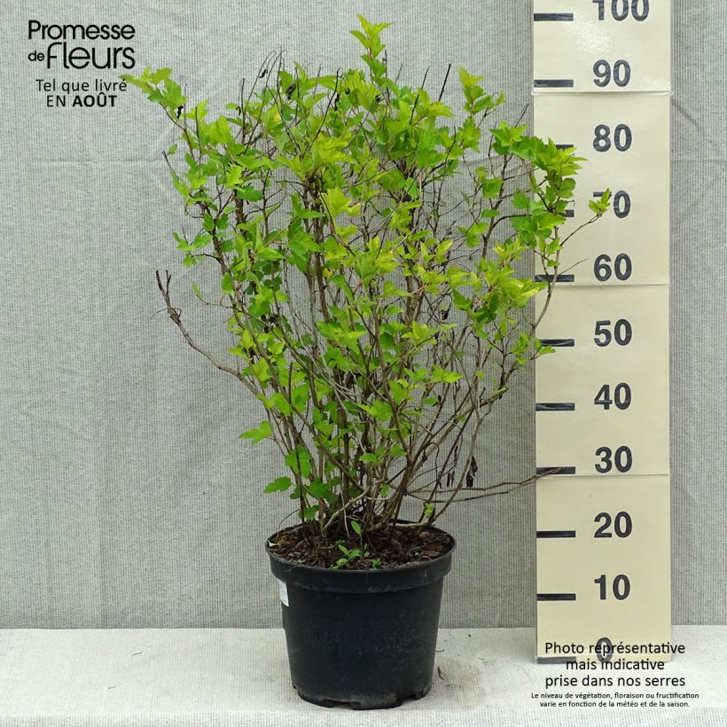 Ejemplar de Physocarpus opulifolius Dart's Gold Maceta 6L/7L entregado en verano