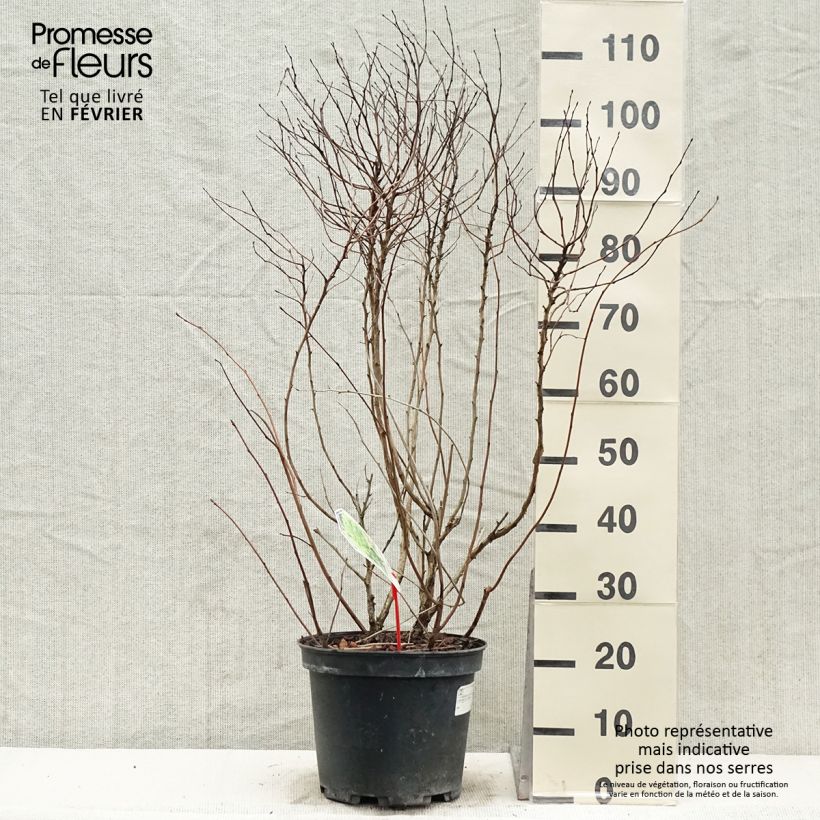 Physocarpus opulifolius Dart's Gold Maceta 6L/7L Ejemplar entregado en invierno