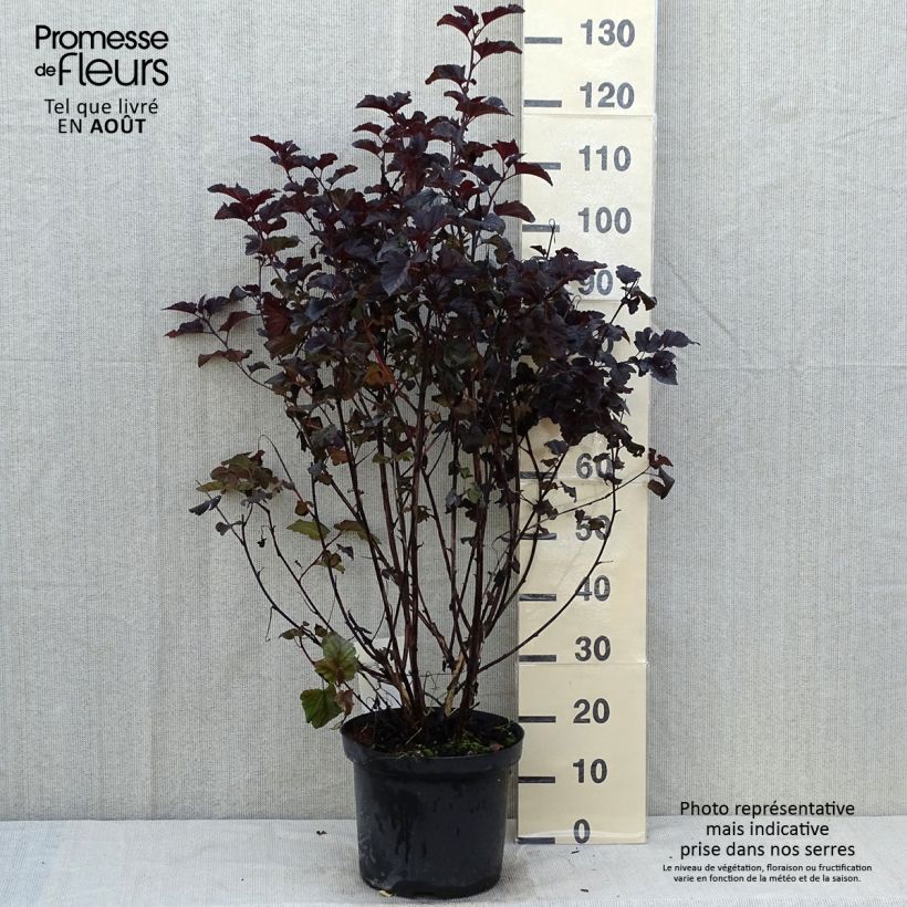 Ejemplar de Physocarpus opulifolius Midnight Maceta 7,5L/10L entregado en verano