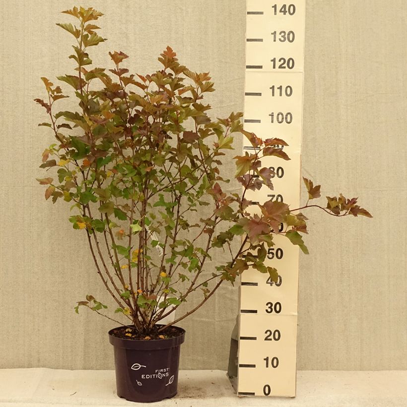 Ejemplar de Physocarpus opulifolius Amber Jubilee Maceta 7,5L/10L entregado en verano