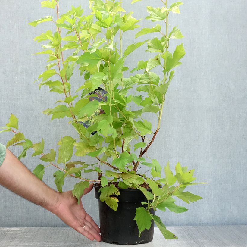 Ejemplar de Physocarpus opulifolius Angel Gold Maceta 3L/4L entregado en verano