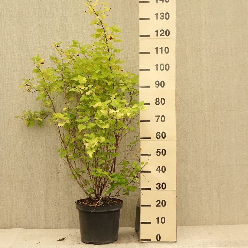 Ejemplar de Physocarpus opulifolius Angel Gold Maceta 7,5L/10L entregado en verano