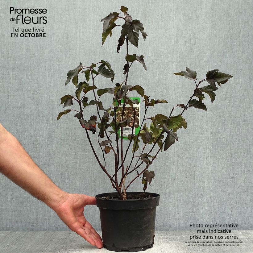 Ejemplar de Physocarpus opulifolius Diabolo Maceta 3L/4L entregado en otoño