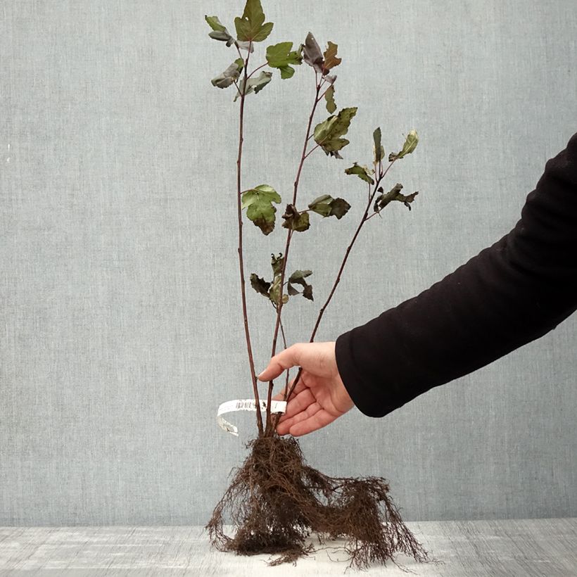 Physocarpus opulifolius Diabolo Raíces desnudas Ejemplar entregado en invierno