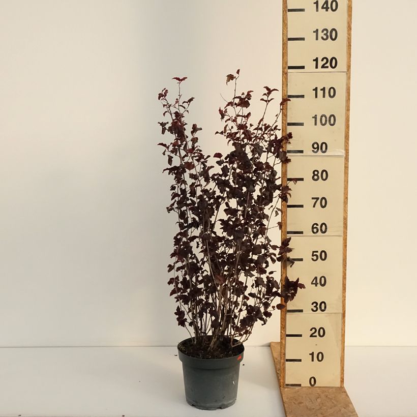Ejemplar de Physocarpus opulifolius Diabolo Maceta 6L/7L entregado en verano