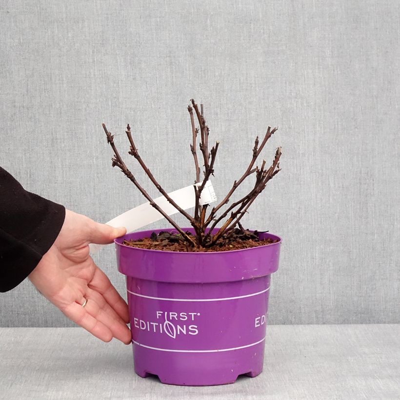 Physocarpus opulifolius Fireside Maceta 3L/4L Ejemplar entregado en invierno