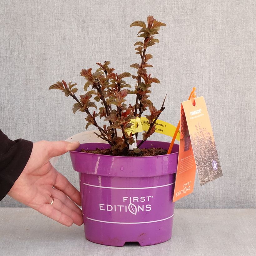 Physocarpus opulifolius Fireside Maceta 3L/4L Ejemplar entregado en la primavera