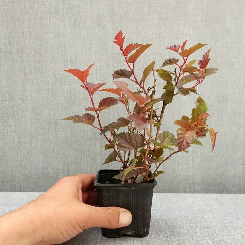 Physocarpus opulifolius Little Angel Maceta de 8/9 cm Ejemplar entregado en la primavera