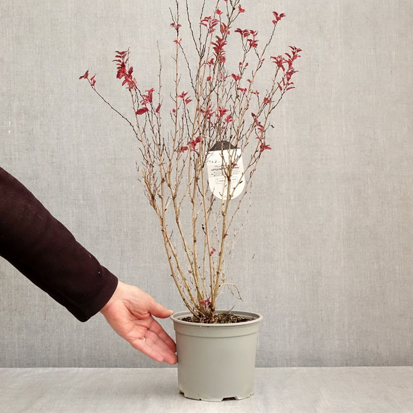 Ejemplar de Physocarpus opulifolius Little Devil Maceta 3L/4L entregado en otoño