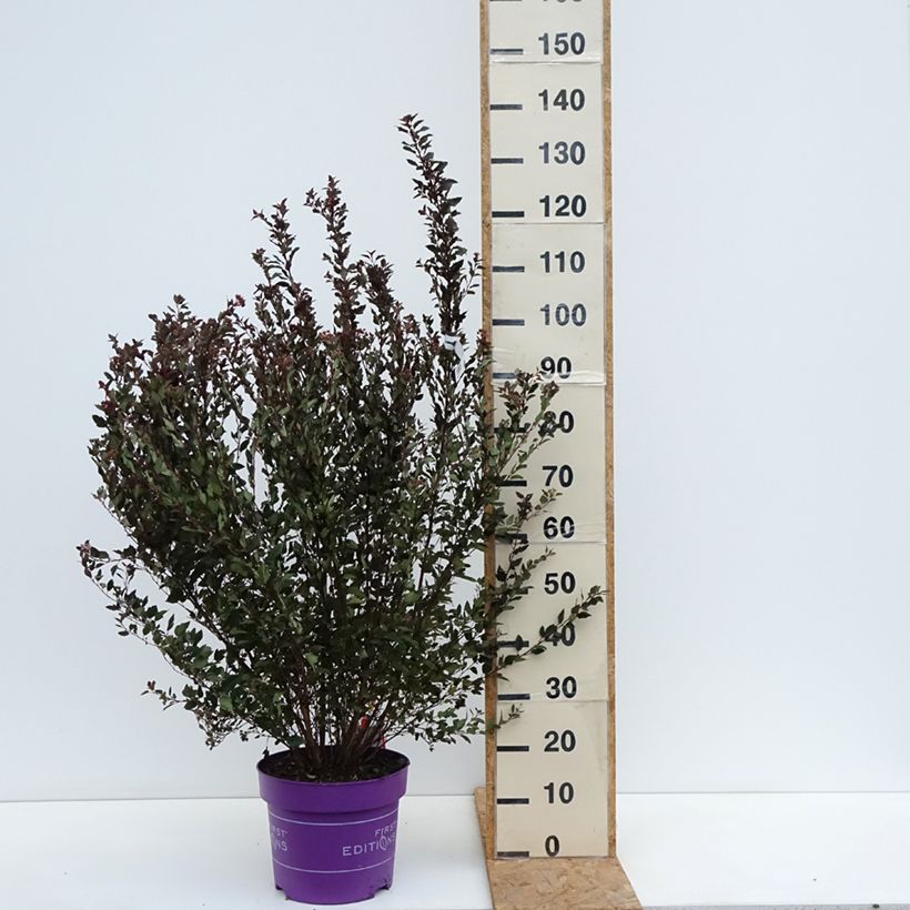 Ejemplar de Physocarpus opulifolius Little Devil Maceta 7,5L/10L entregado en otoño