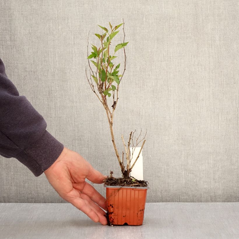 Physocarpus opulifolius Little Greeny Maceta de 8/9 cm Ejemplar entregado en la primavera